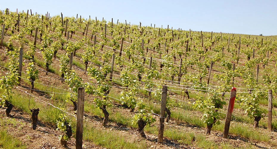 Rangs de vigne des coteaux du Giennois au printemps